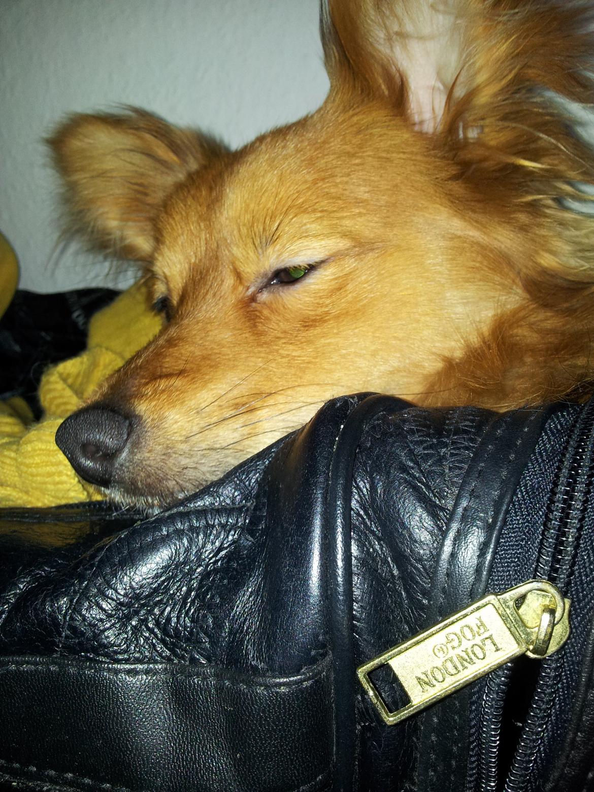 Blanding af racer Chester billede 4