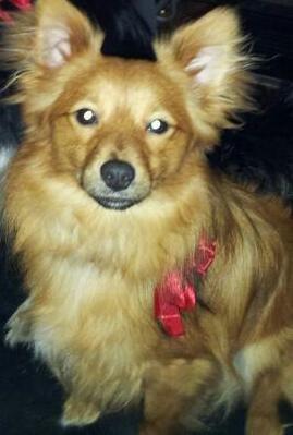 Blanding af racer Chester - Julen 2012 billede 1