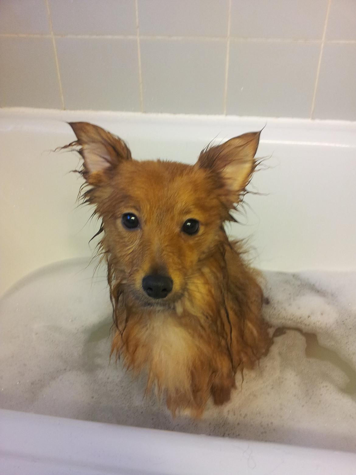 Blanding af racer Chester - sådan ender man når man har rullet sig i noget klamt, så kommer man lige ud i badekaret og sidde lidt... billede 5