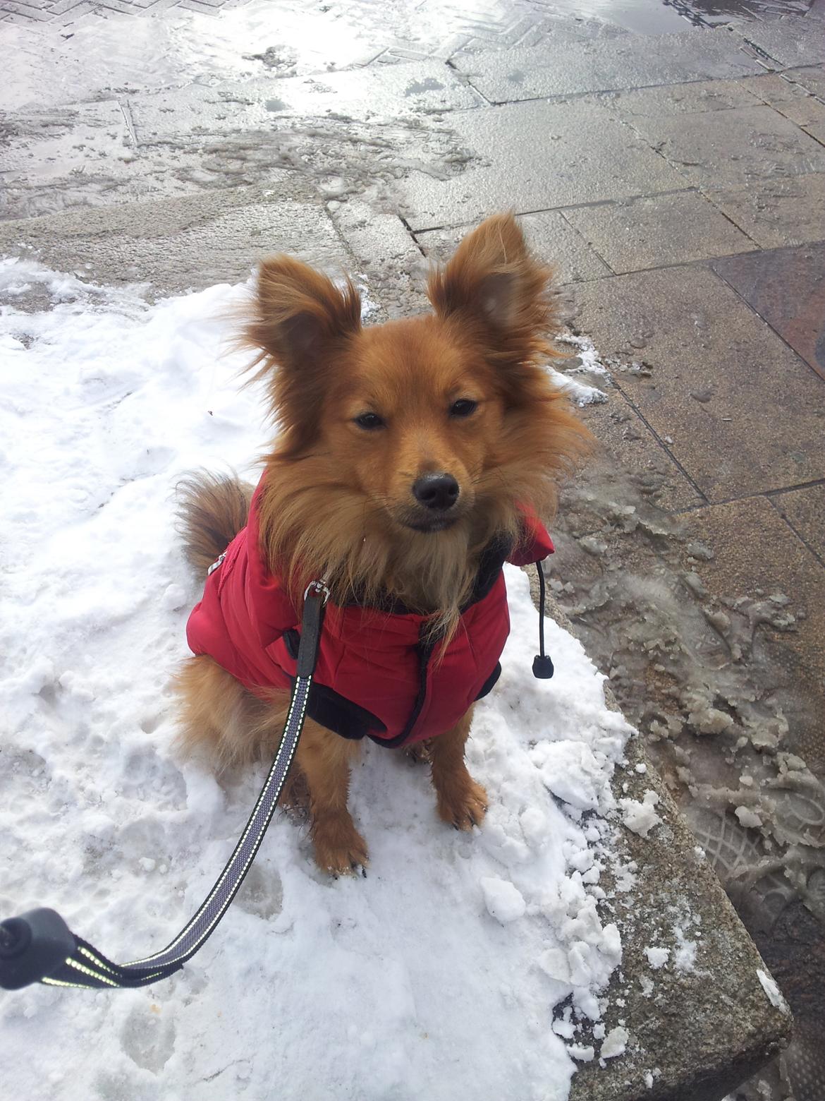 Blanding af racer Chester billede 6