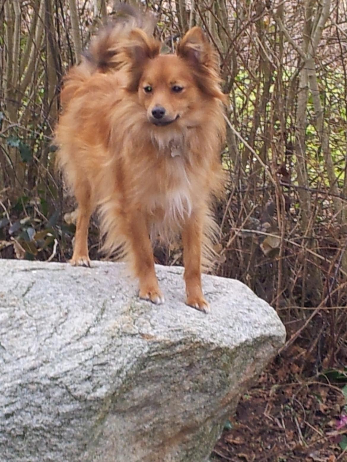 Blanding af racer Chester - Chester ca 2 år gammel. billede 7