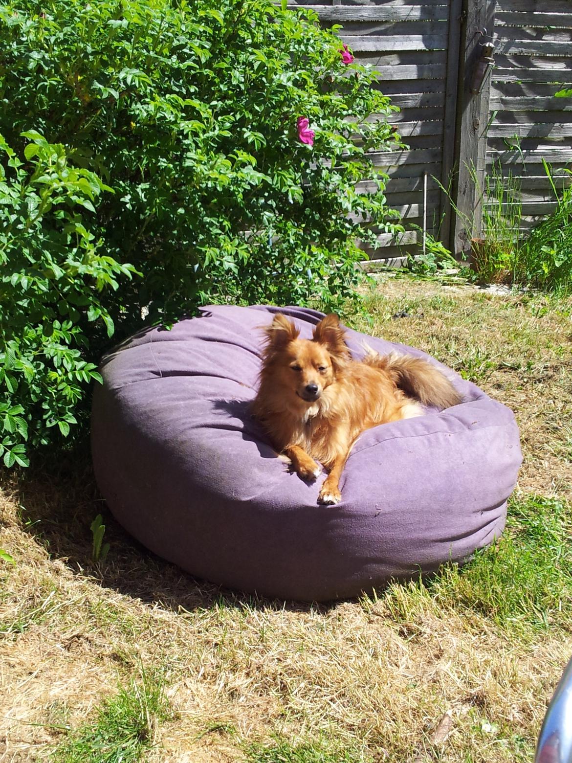 Blanding af racer Chester billede 8