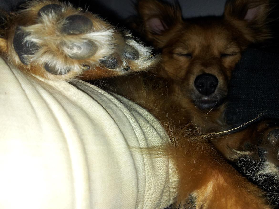 Blanding af racer Chester billede 9