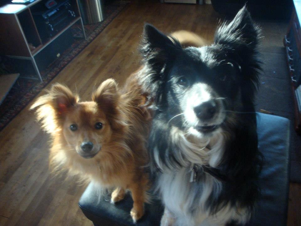 Blanding af racer Chester billede 10