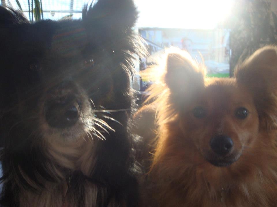 Blanding af racer Chester billede 11