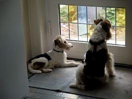 Ruhåret foxterrier EL-FRI-BA Fox Hunter - Mulle og mig venter på far billede 7