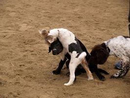 Ruhåret foxterrier EL-FRI-BA Fox Hunter - Her muler jeg lige Herman efter en anstrengende træningstime billede 8