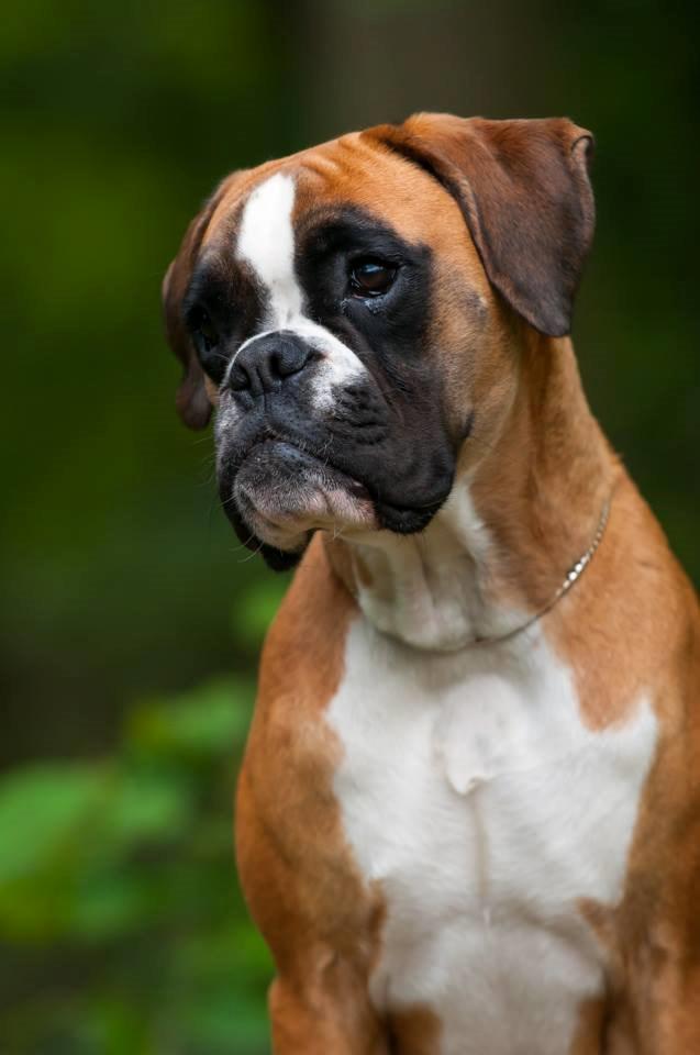 Boxer Choice von Ellinghaus billede 1