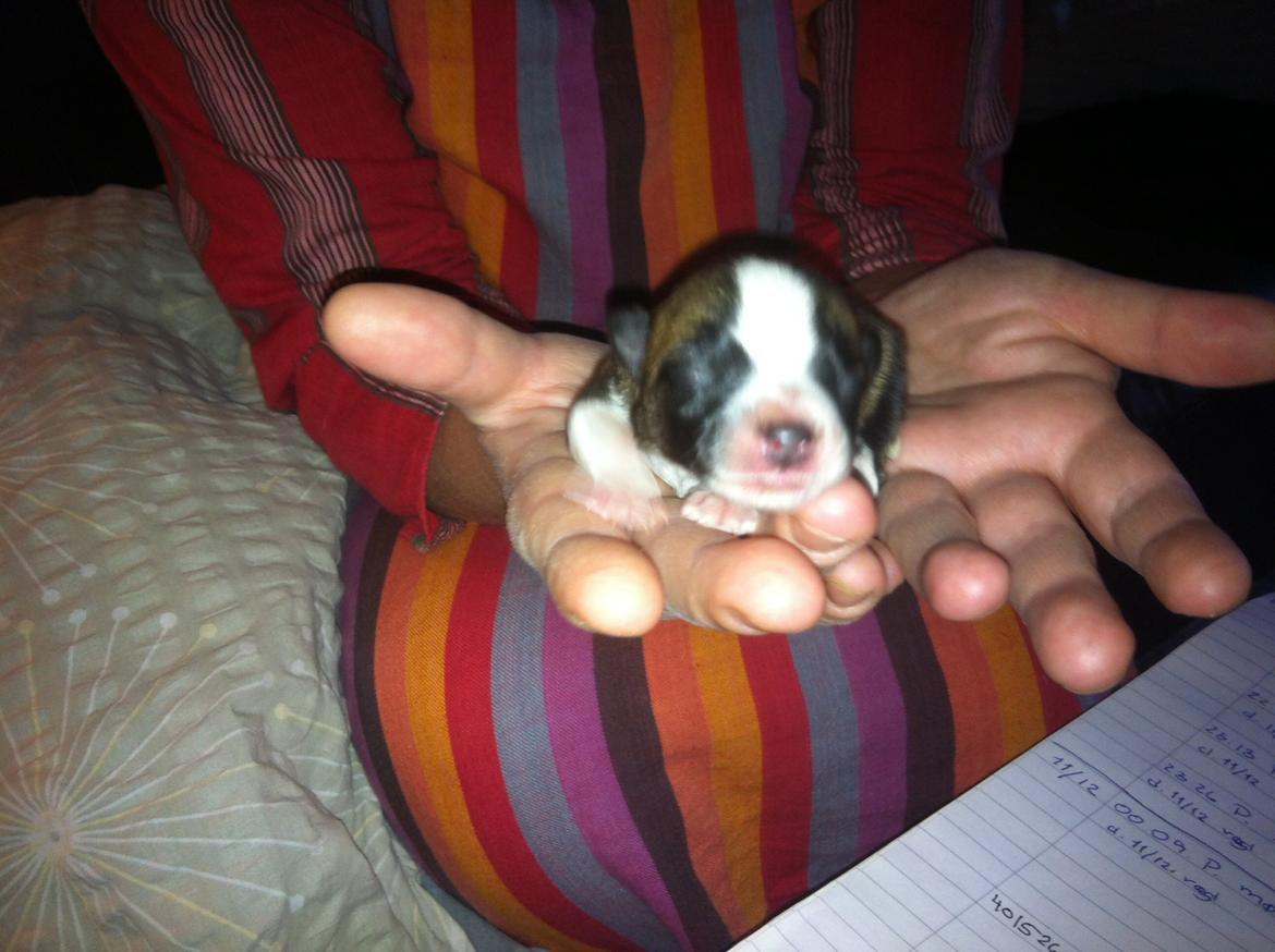 Blanding af racer Ludvig ( kæle navn hunter )  billede 1