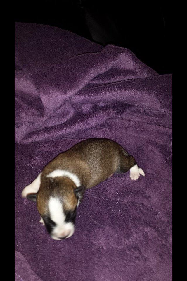 Blanding af racer Ludvig ( kæle navn hunter )  billede 2