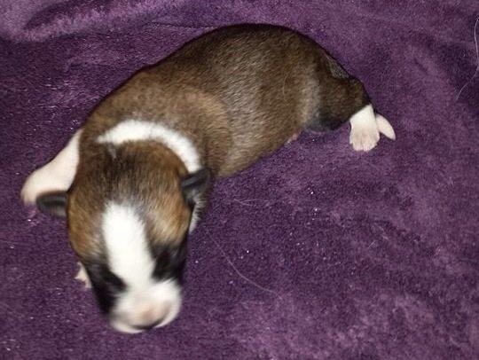 Blanding af racer Ludvig ( kæle navn hunter )  billede 3