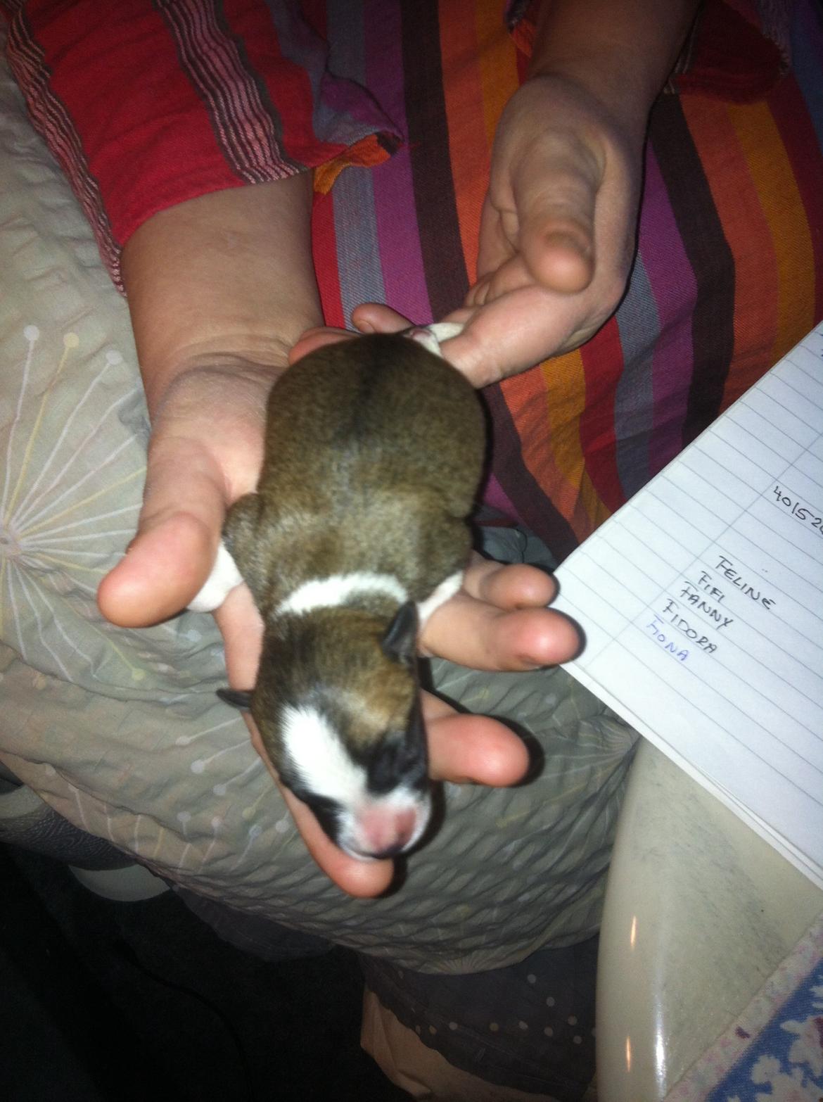 Blanding af racer Ludvig ( kæle navn hunter )  billede 4