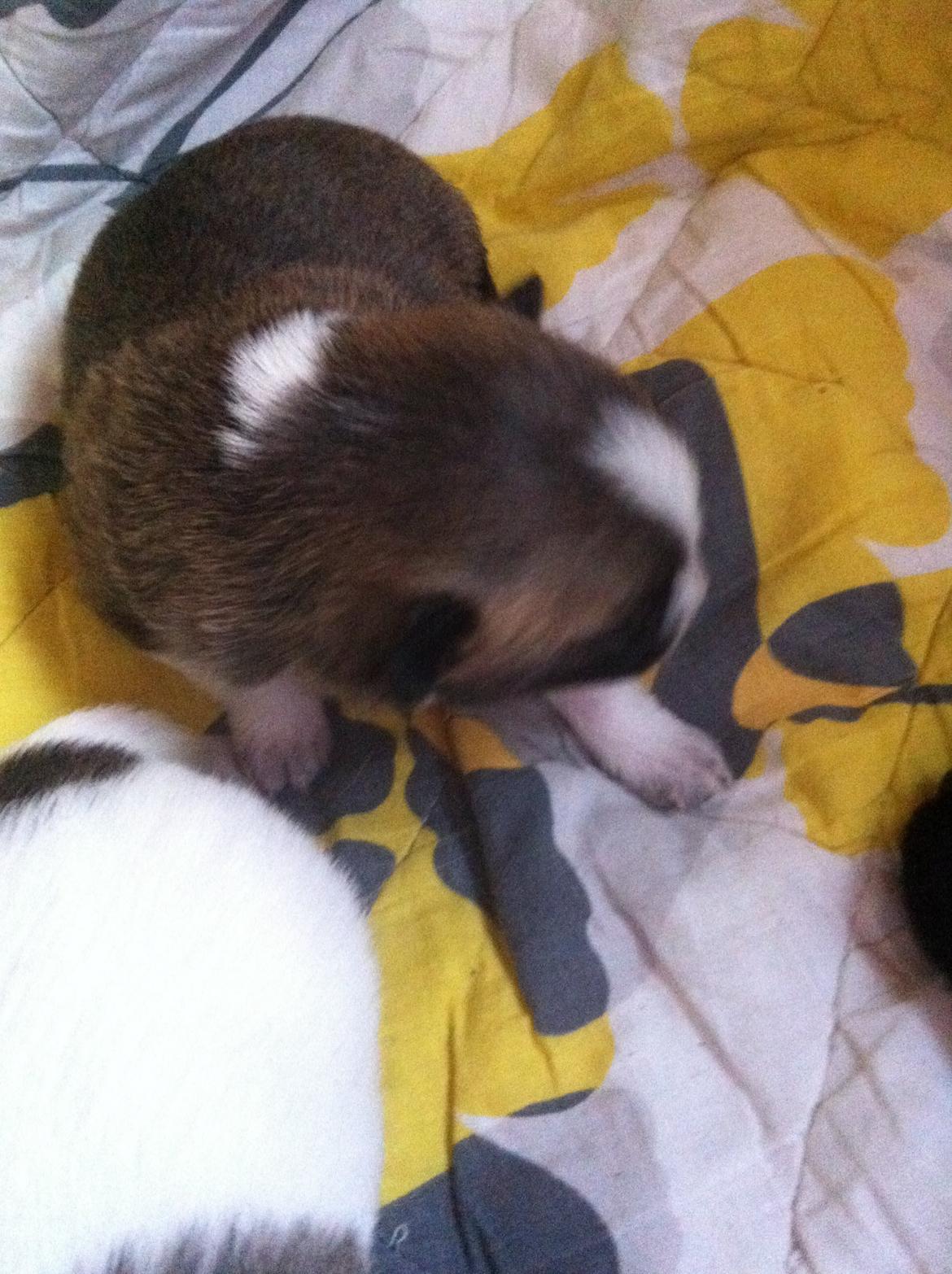 Blanding af racer Ludvig ( kæle navn hunter )  billede 5