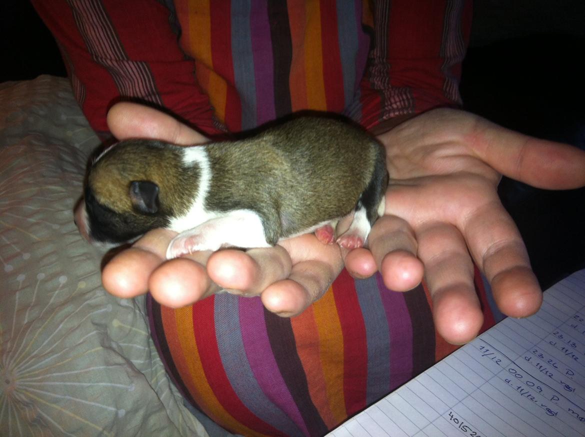 Blanding af racer Ludvig ( kæle navn hunter )  billede 7