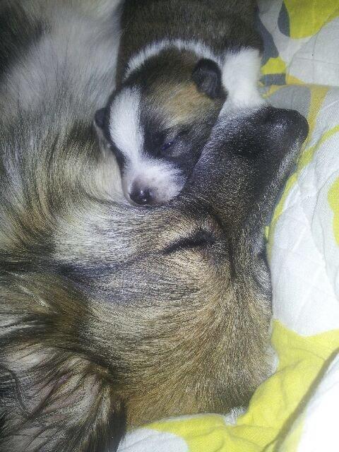 Blanding af racer Ludvig ( kæle navn hunter )  billede 6