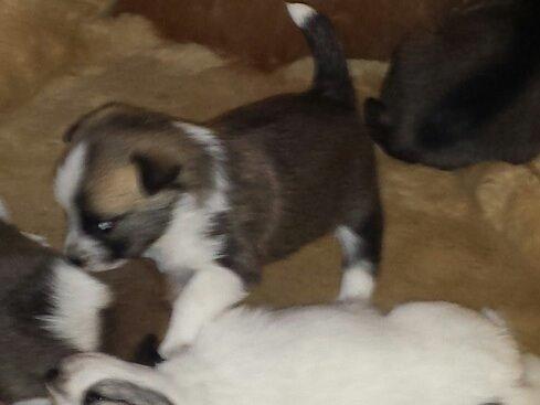 Blanding af racer Ludvig ( kæle navn hunter )  billede 8