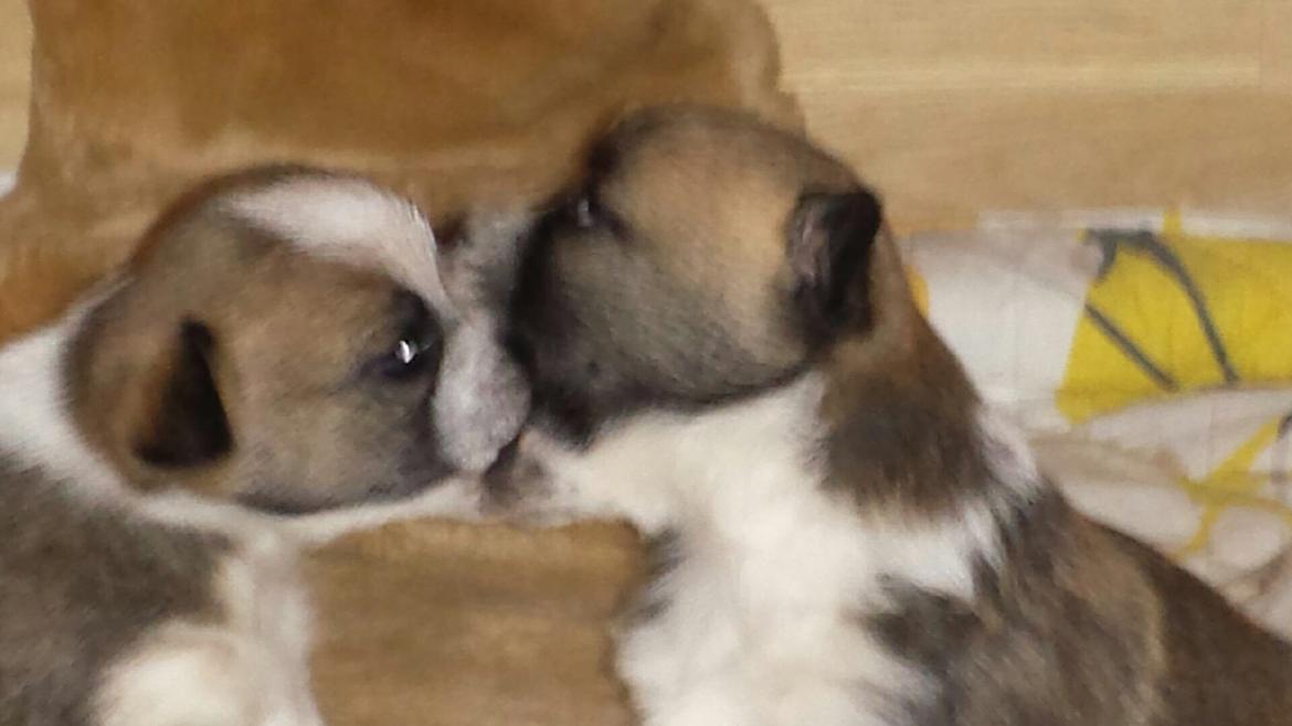 Blanding af racer Ludvig ( kæle navn hunter )  billede 9