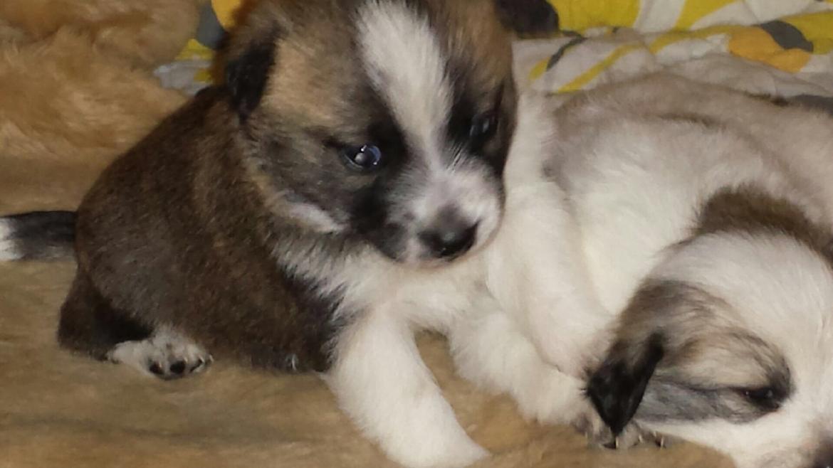 Blanding af racer Ludvig ( kæle navn hunter )  billede 10