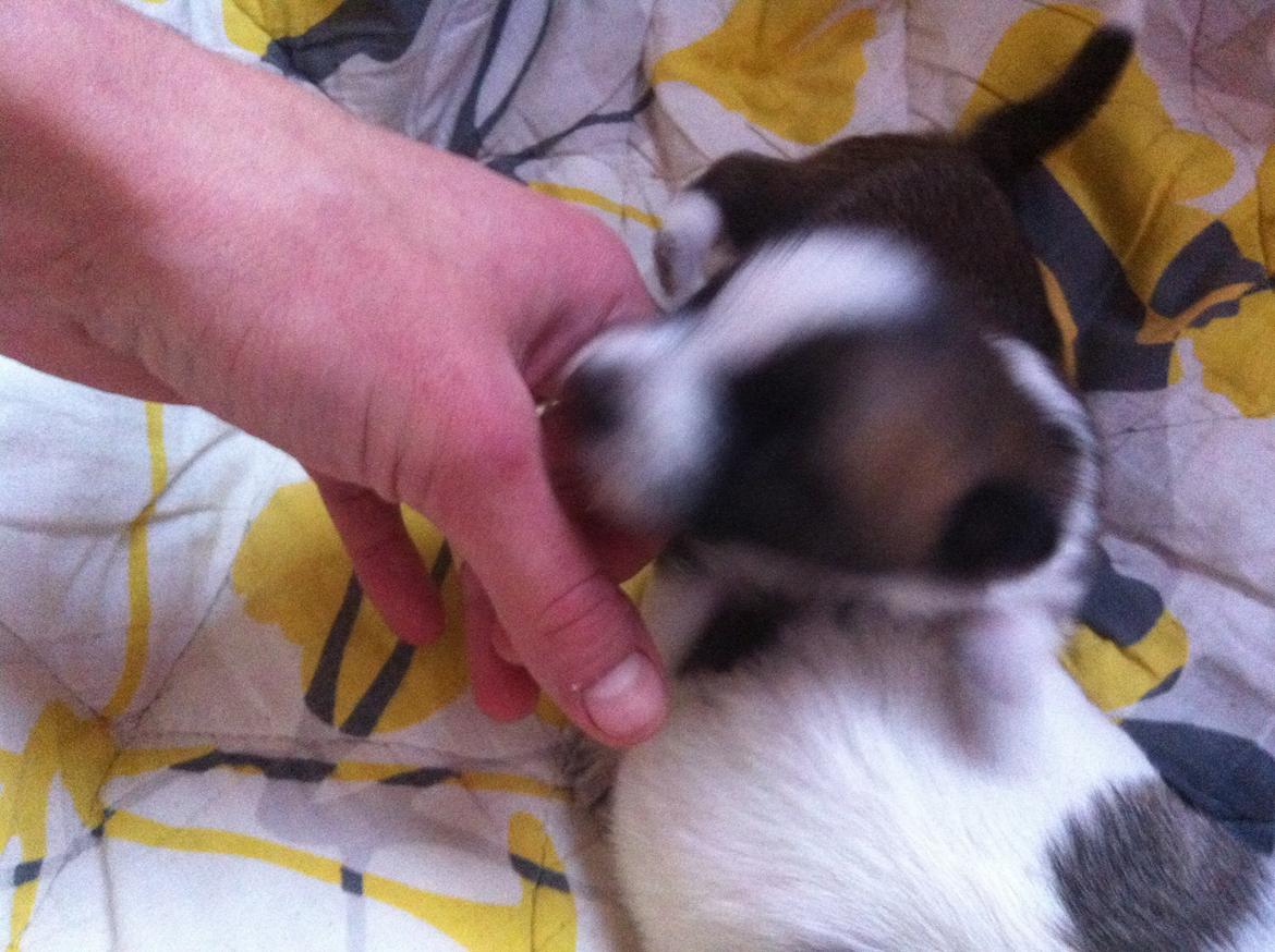 Blanding af racer Ludvig ( kæle navn hunter )  billede 11