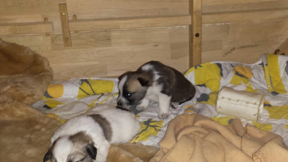 Blanding af racer Ludvig ( kæle navn hunter )  billede 12