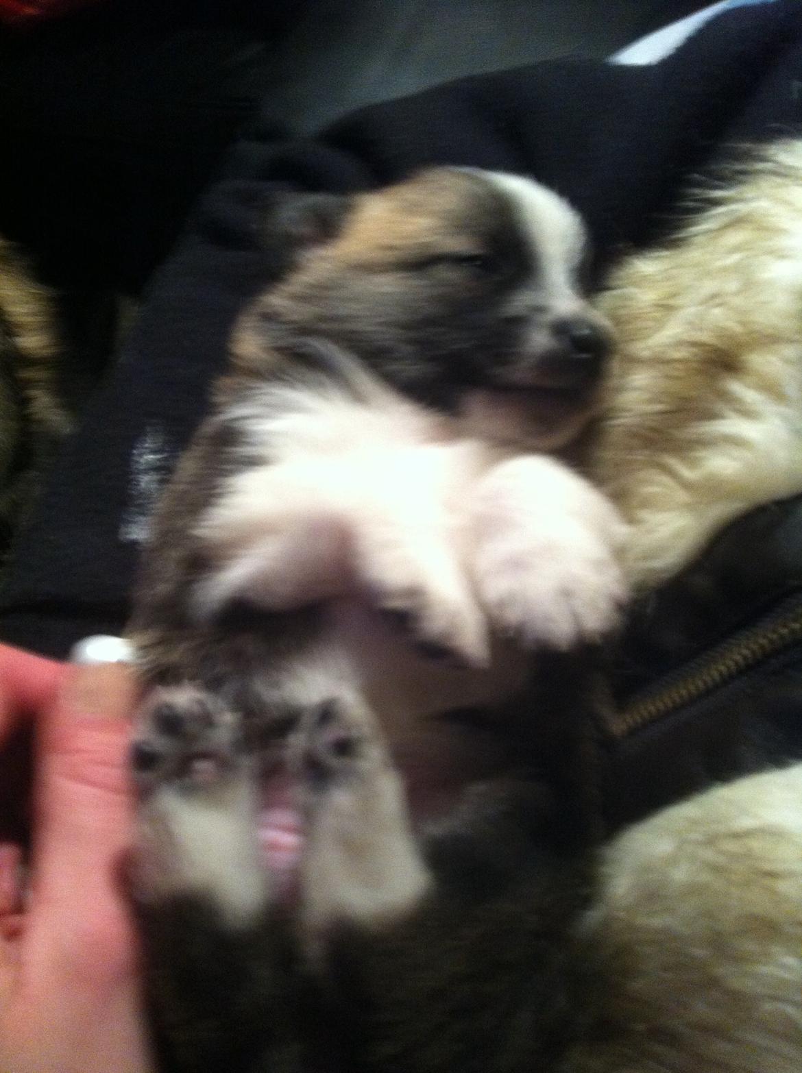 Blanding af racer Ludvig ( kæle navn hunter )  billede 13