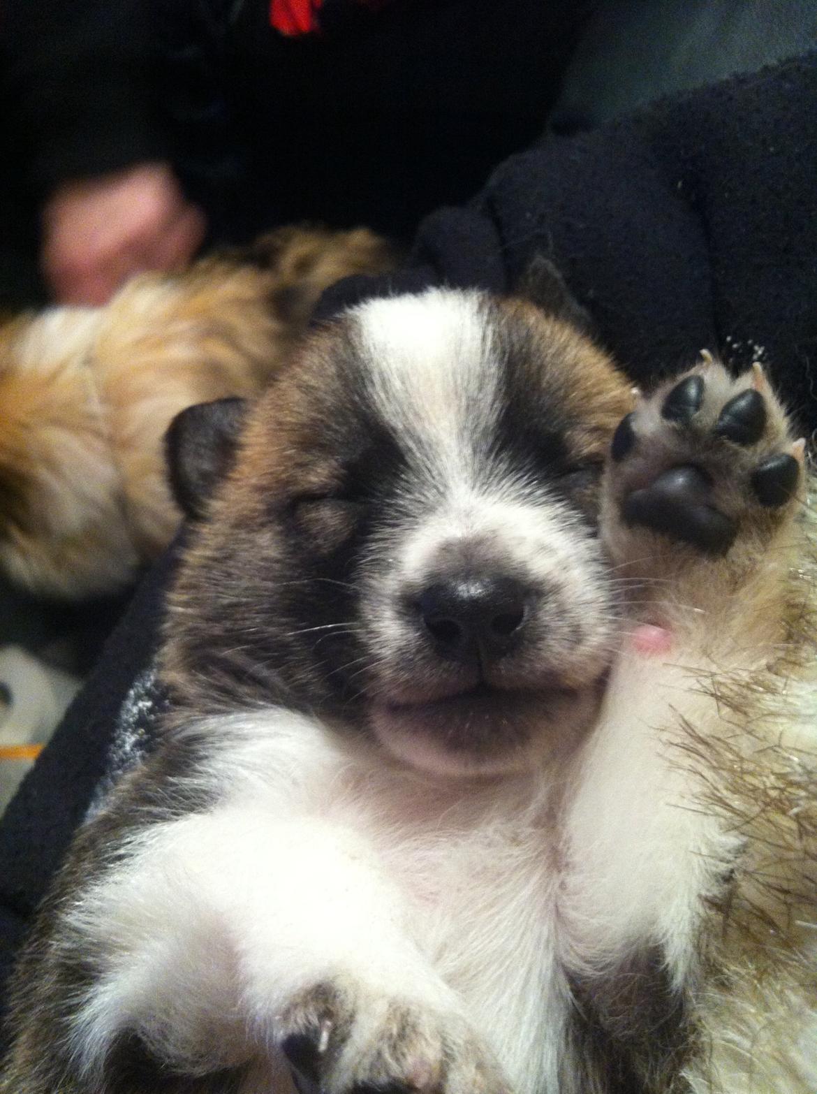 Blanding af racer Ludvig ( kæle navn hunter )  billede 14