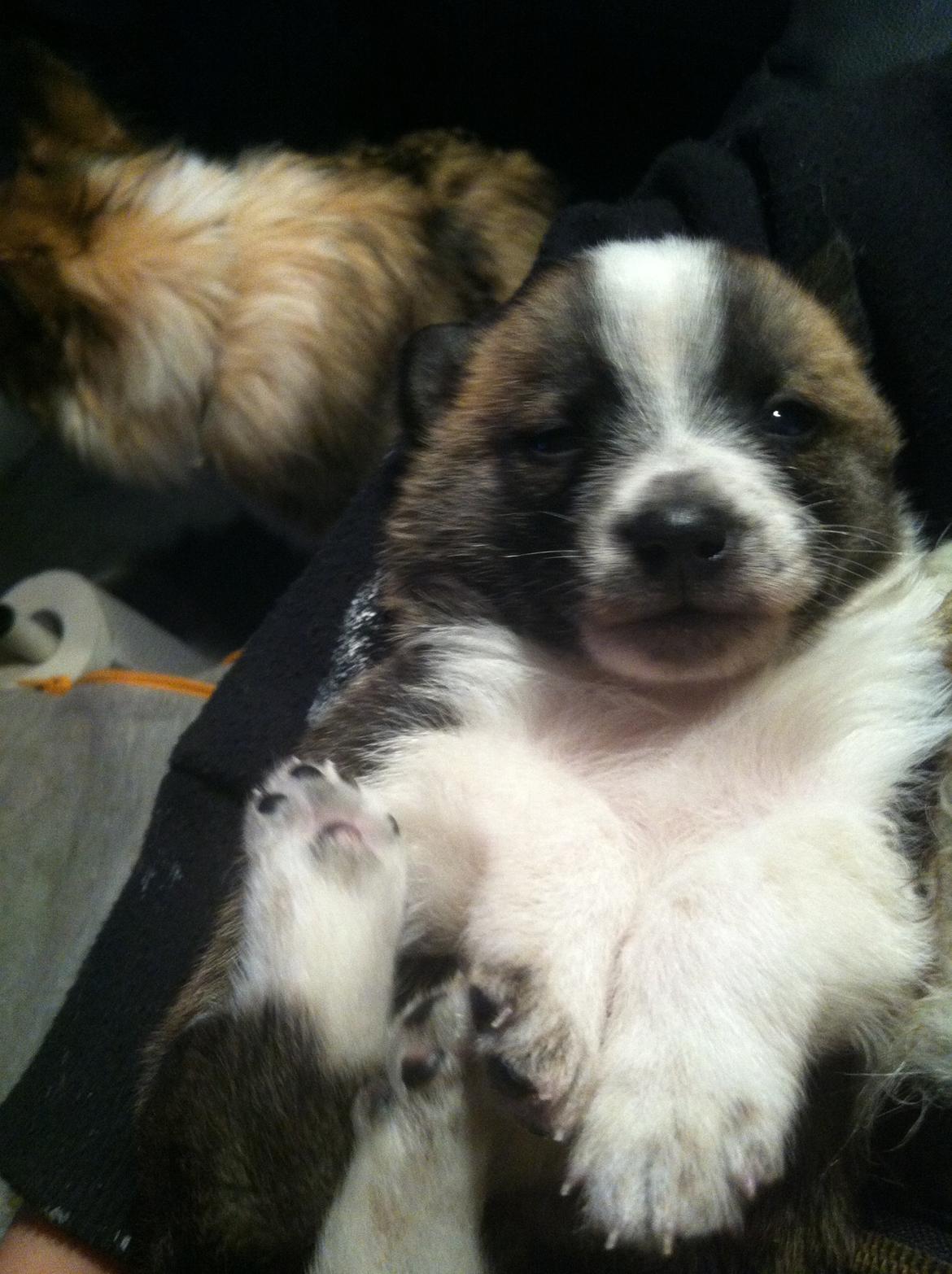 Blanding af racer Ludvig ( kæle navn hunter )  billede 15