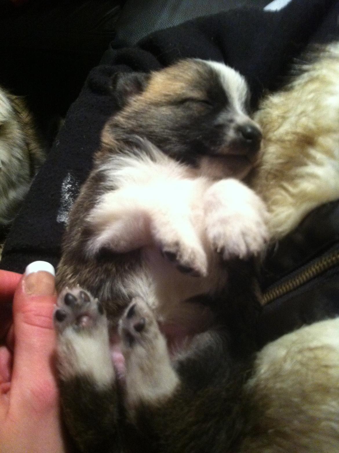 Blanding af racer Ludvig ( kæle navn hunter )  billede 16