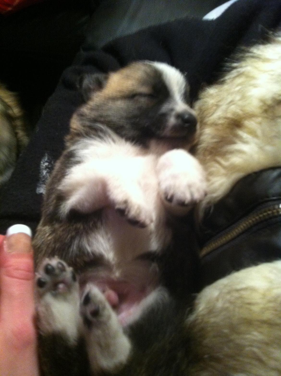 Blanding af racer Ludvig ( kæle navn hunter )  billede 17