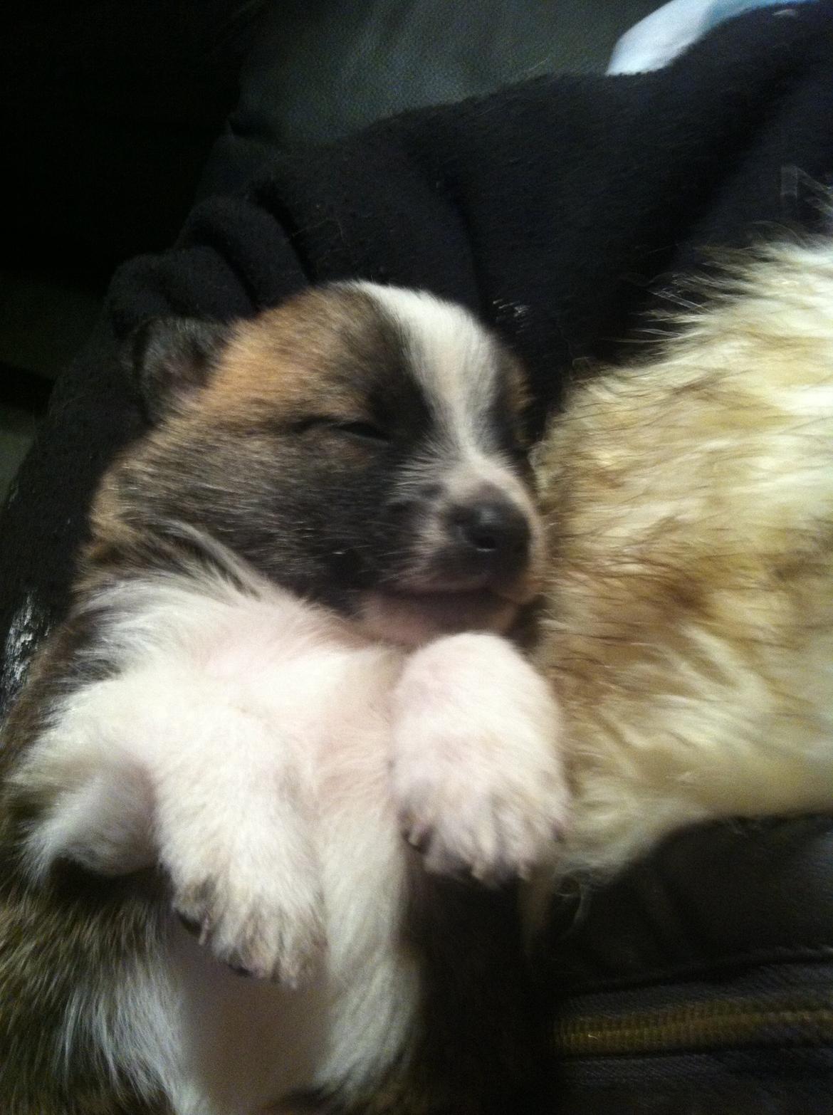 Blanding af racer Ludvig ( kæle navn hunter )  billede 18