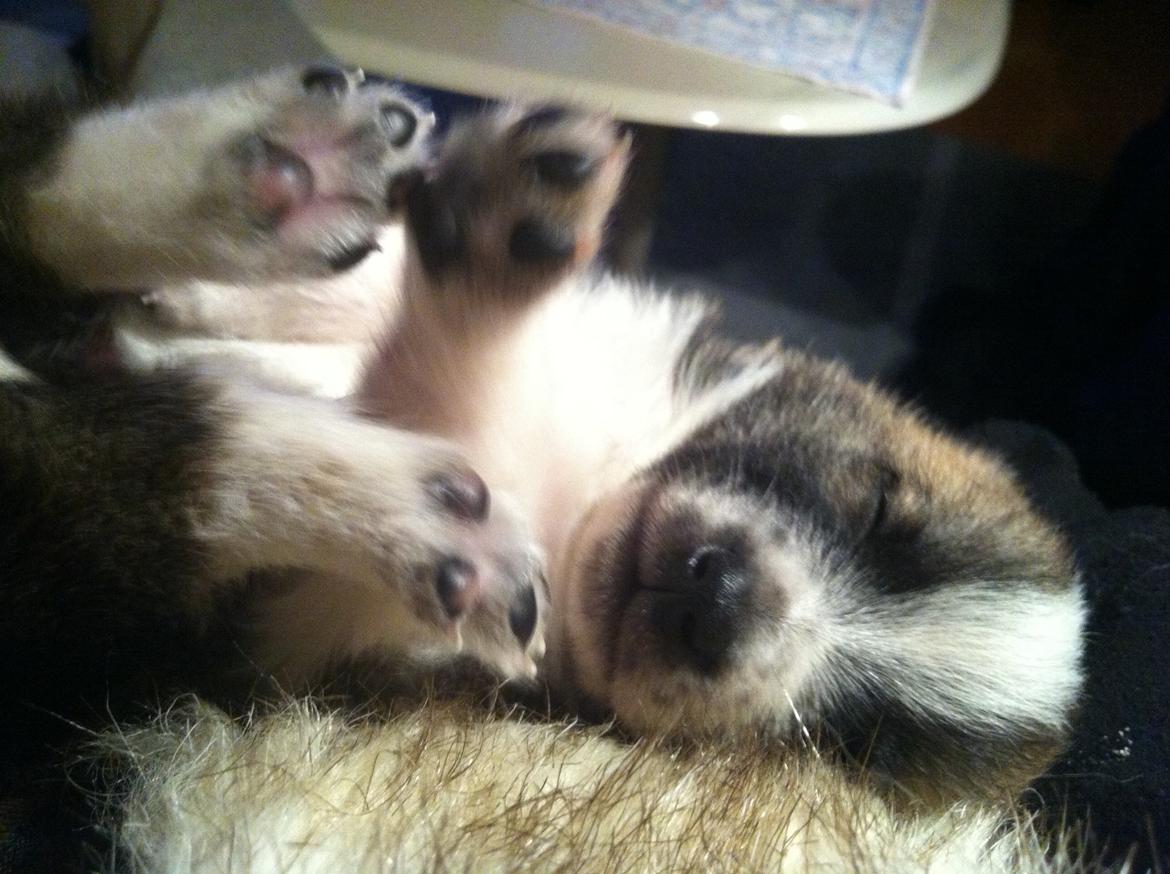 Blanding af racer Ludvig ( kæle navn hunter )  billede 19