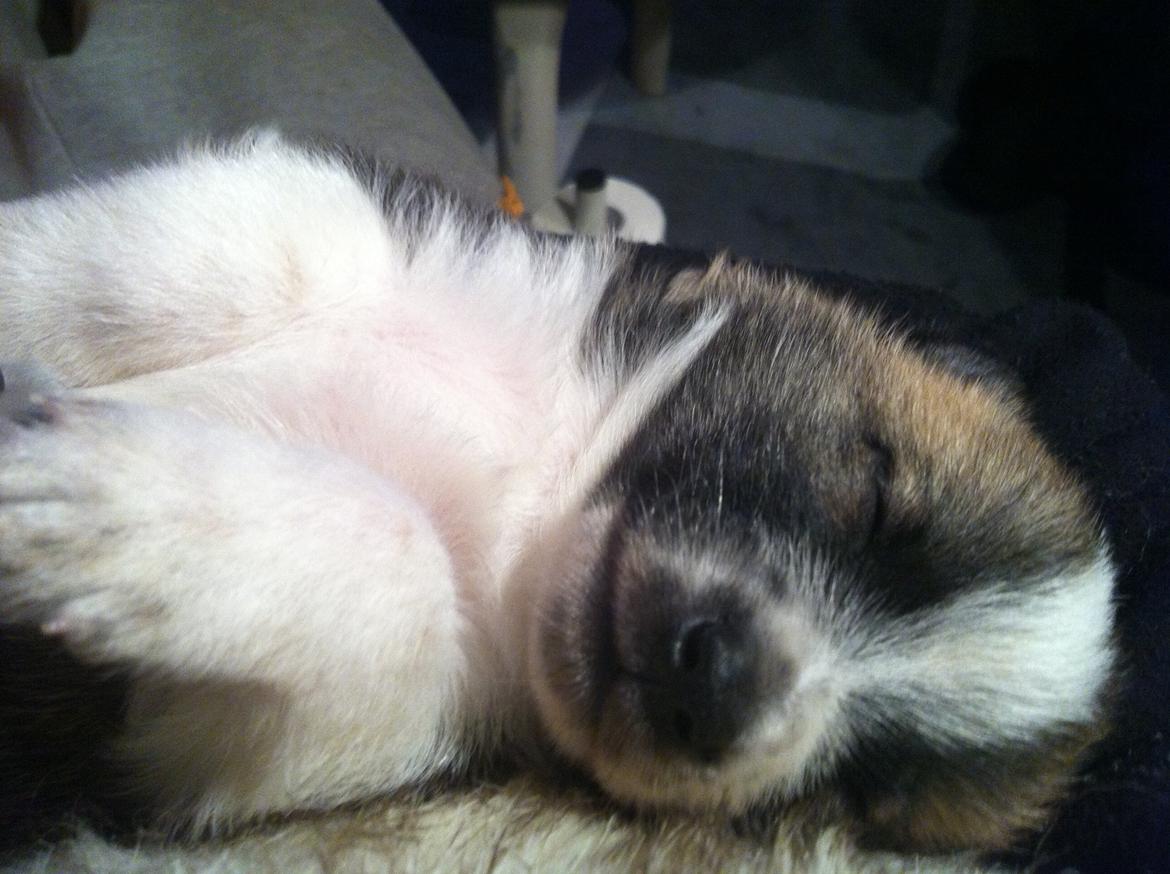 Blanding af racer Ludvig ( kæle navn hunter )  billede 20