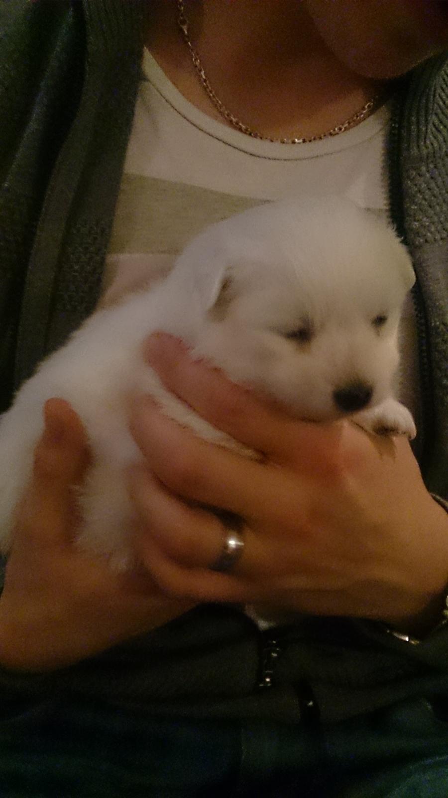 Japansk spids Bella billede 1