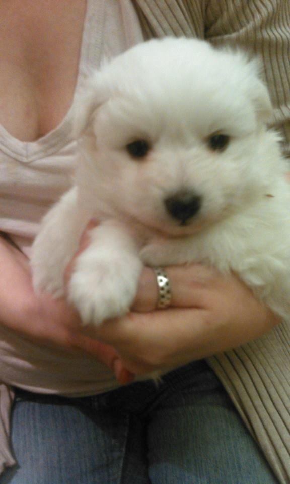 Japansk spids Bella billede 2