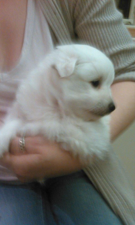 Japansk spids Bella billede 3