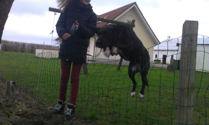 Blanding af racer Pihl billede 4