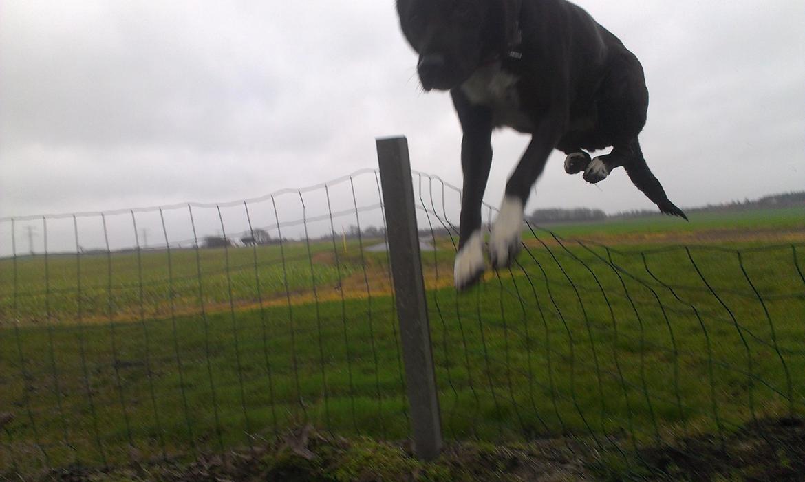 Blanding af racer Pihl - min lille springer. billede 3