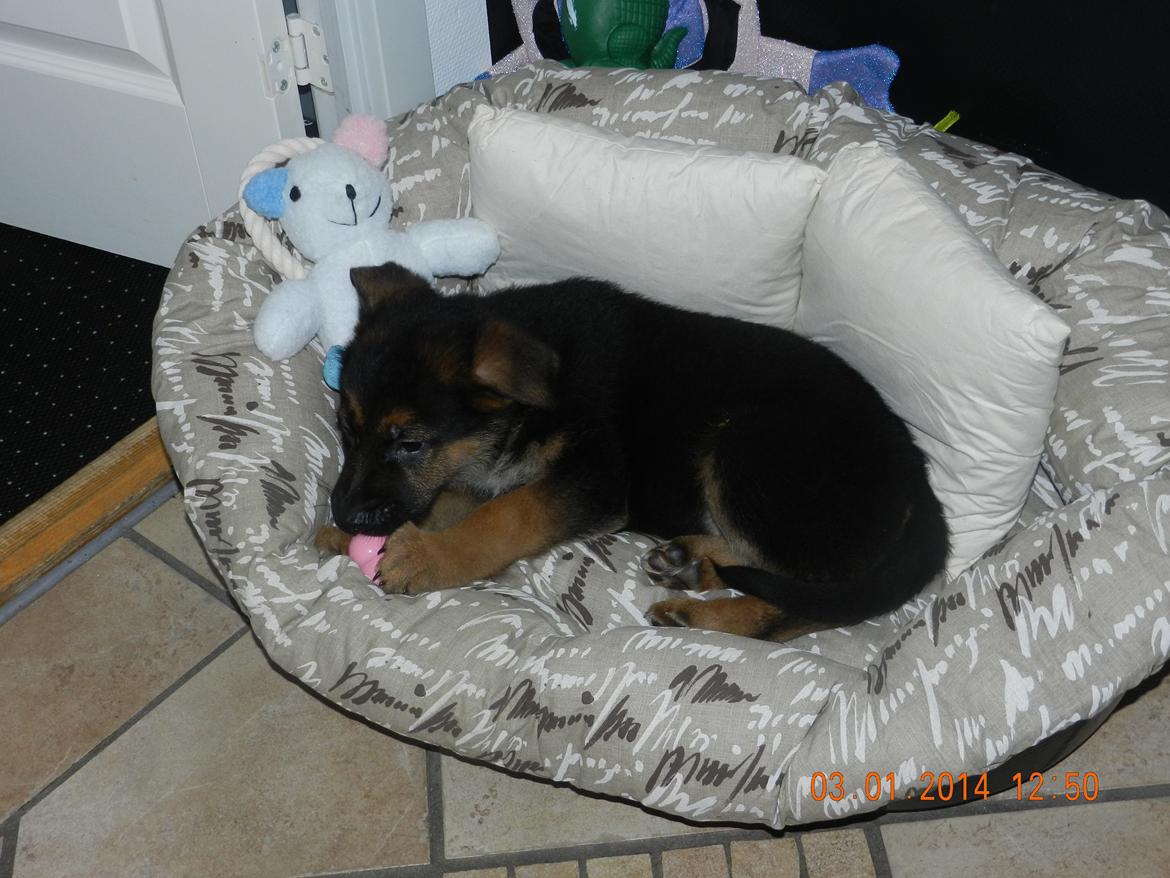 Schæferhund Studsdal Oskar - Oskar i sin nye seng billede 2