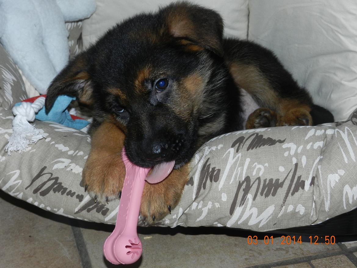 Schæferhund Studsdal Oskar - Oskar i sin nye seng med et lille tygge-ben billede 3