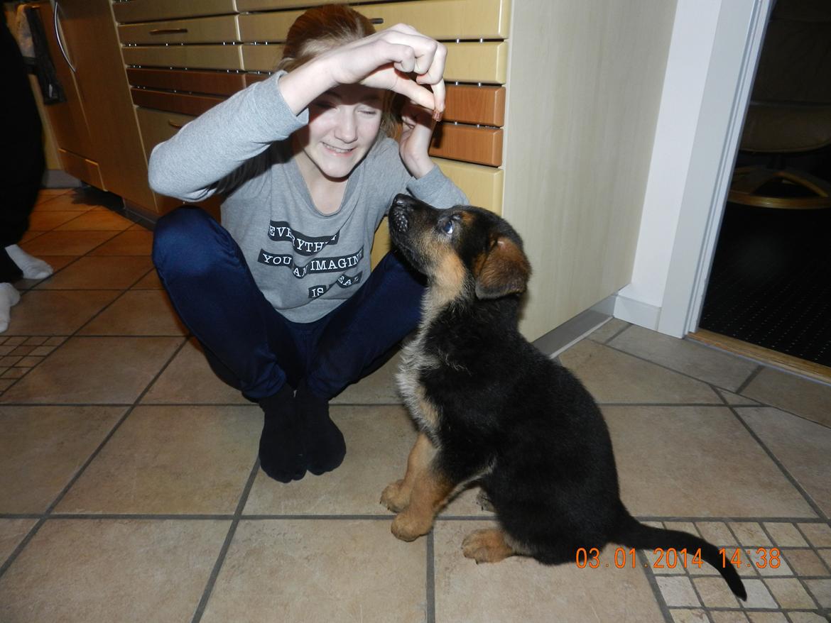 Schæferhund Studsdal Oskar - Anne ( Niece) og Oskar billede 4