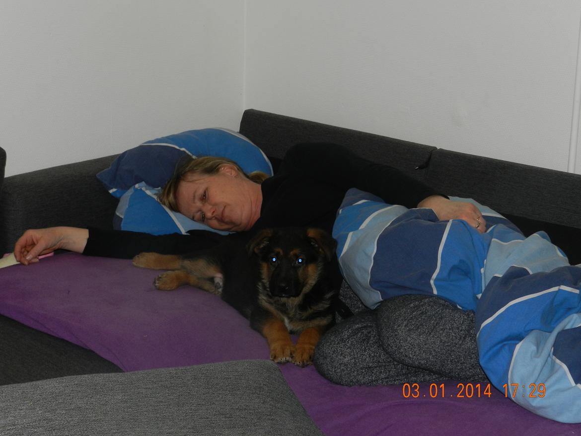 Schæferhund Studsdal Oskar - Mor og Oskar slapper af ;-) billede 5