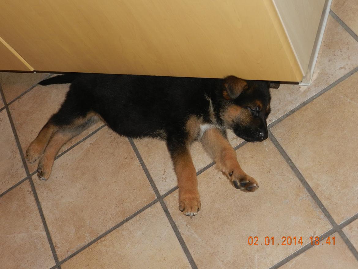 Schæferhund Studsdal Oskar - Når man lige er flyttet ind kan man hurtigt blive træt ! billede 6