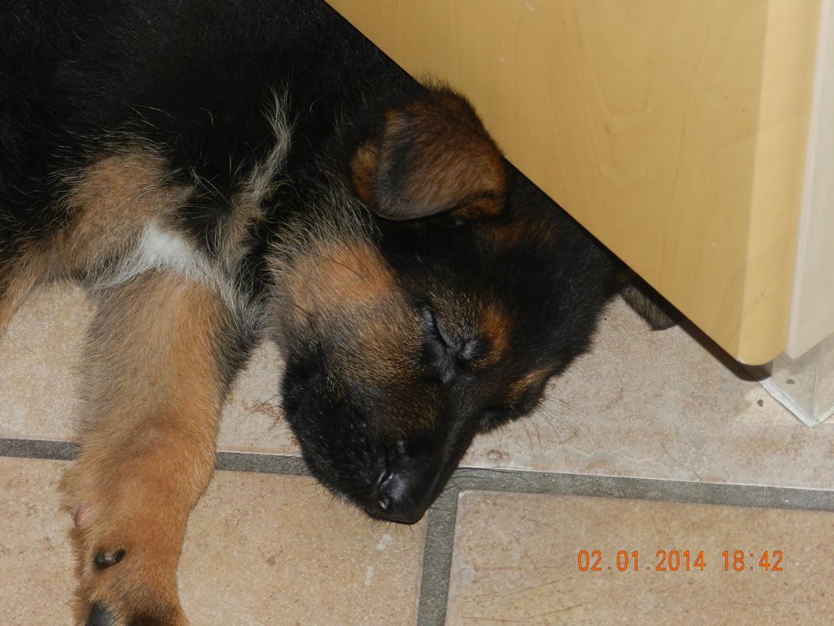 Schæferhund Studsdal Oskar billede 7