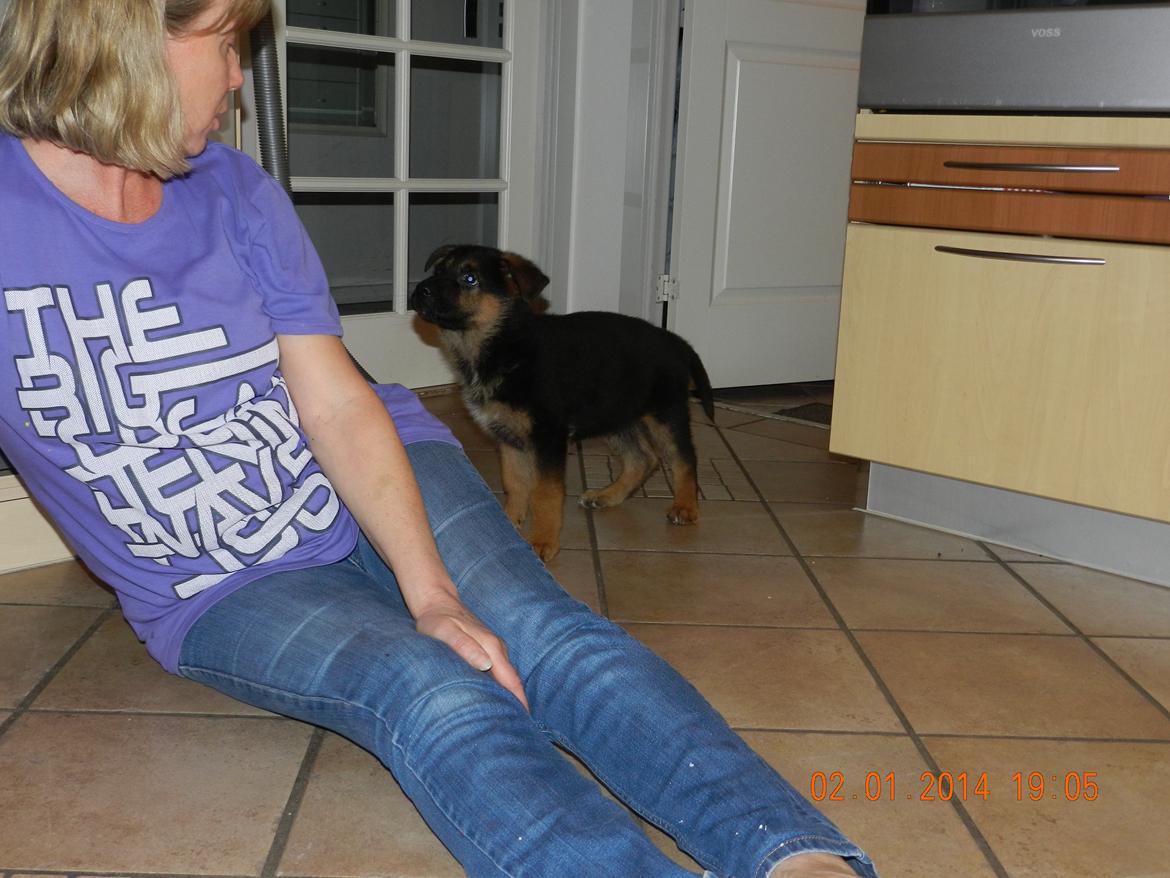 Schæferhund Studsdal Oskar - Mor & Oskar <3 billede 8