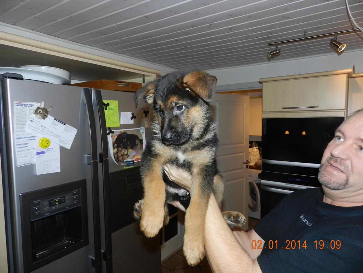 Schæferhund Studsdal Oskar - Far og Oskar  billede 9
