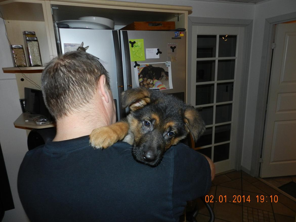 Schæferhund Studsdal Oskar - Far og Oskar billede 10