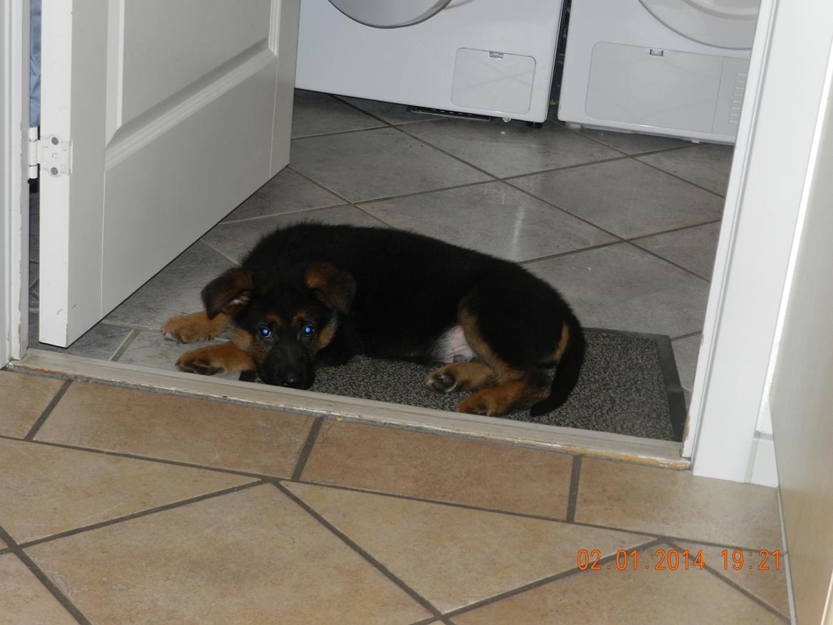 Schæferhund Studsdal Oskar - Ny vagt-hund i huset !!!!!!!! billede 11