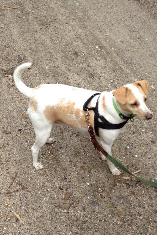 Glathåret foxterrier Foxi billede 1