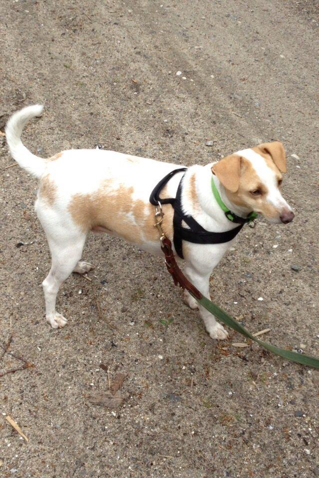 Glathåret foxterrier Foxi billede 3