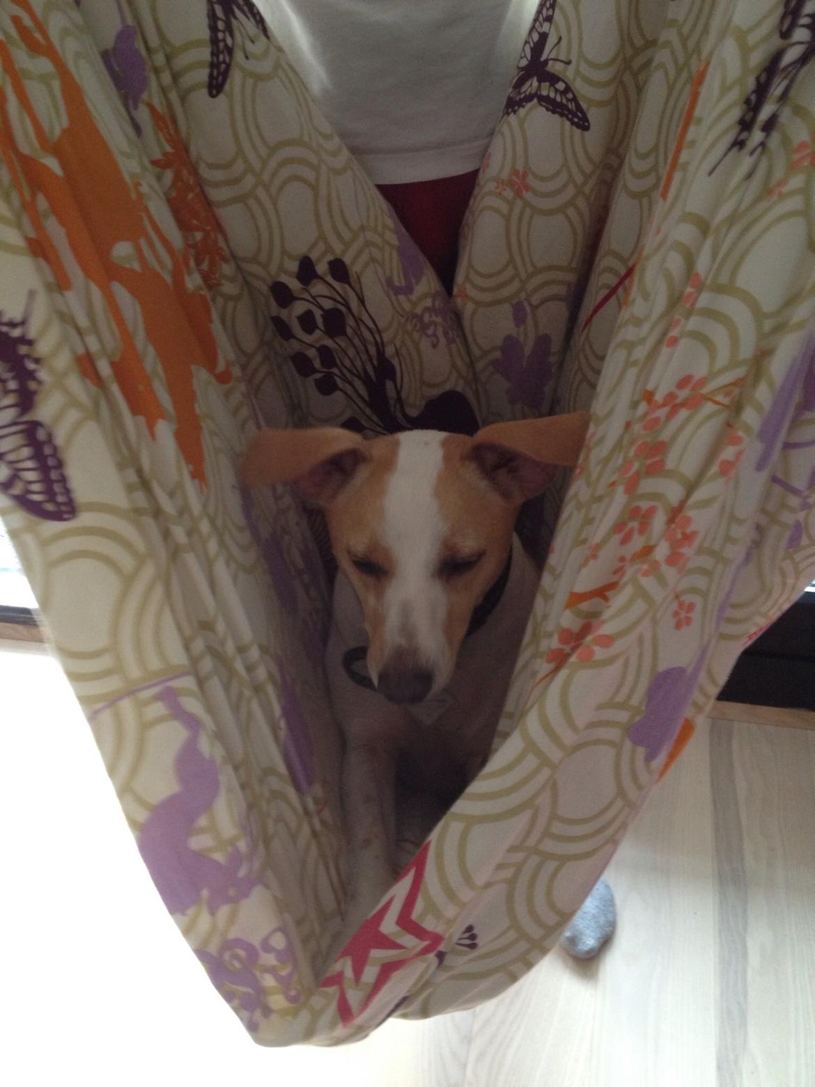 Glathåret foxterrier Foxi billede 4